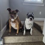 St Francis Animal Hospital