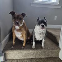St Francis Animal Hospital ico