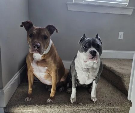 St Francis Animal Hospital