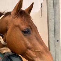 Performance Equine Vets ico