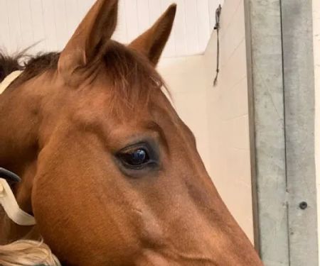 Performance Equine Vets