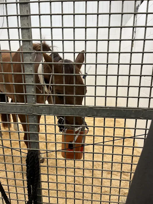 Performance Equine Vets Picture 2