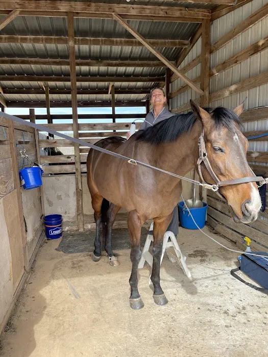 Performance Equine Vets Picture 4