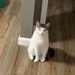 Hollow Creek Animal Hospital