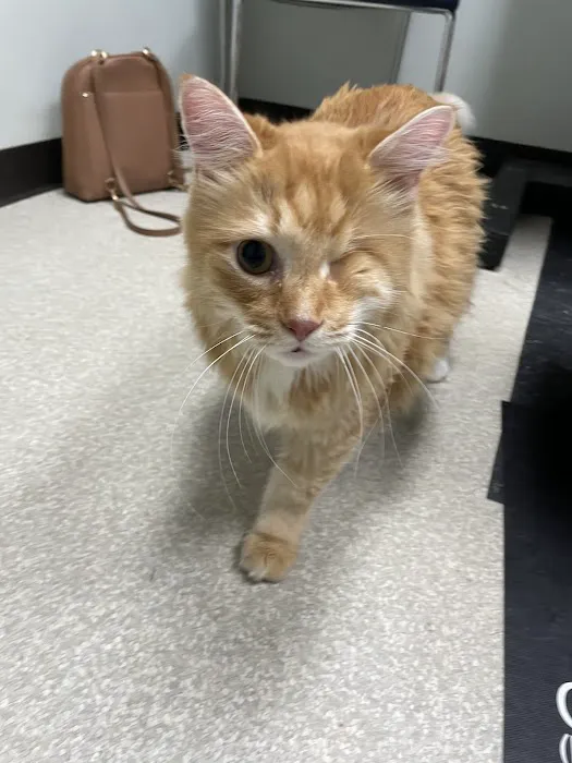 Your Friends At Dacula Animal Hospital Picture 1