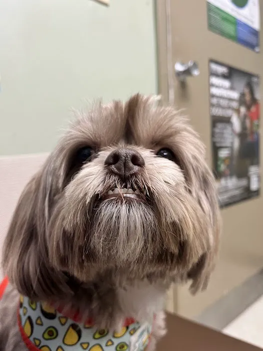 Dacula Animal Hospital Picture 4