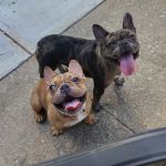 Dacula Animal Hospital