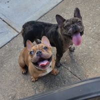Dacula Animal Hospital ico