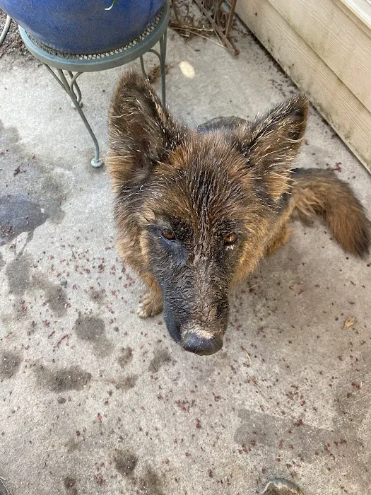 Dacula Animal Hospital Picture 6