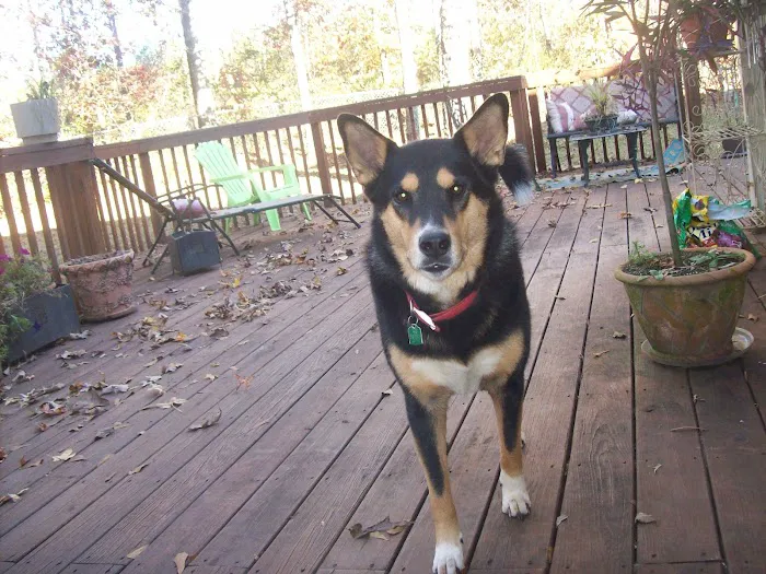 Dacula Animal Hospital Picture 7