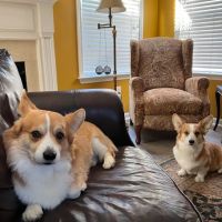 Apalachee River Animal Hospital ico
