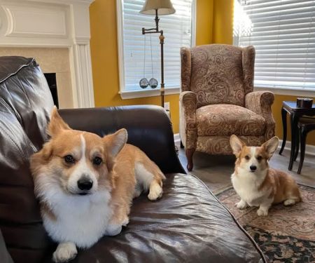 Apalachee River Animal Hospital