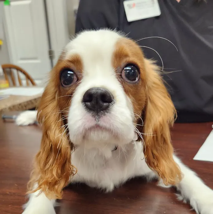 Hamilton Plaza Animal Hospital Picture 1