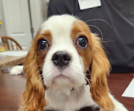 Hamilton Plaza Animal Hospital