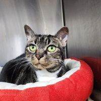 Walton Gwinnett Animal Clinic ico