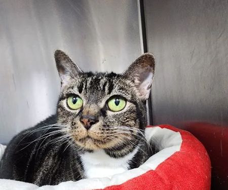 Walton Gwinnett Animal Clinic
