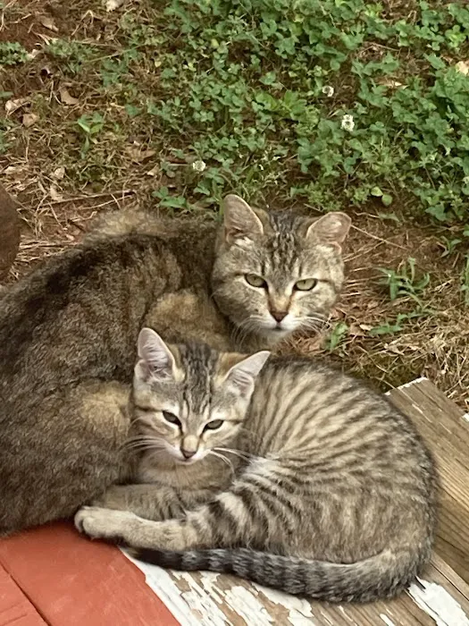 Walton Gwinnett Animal Clinic Picture 3