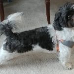 Banfield Pet Hospital