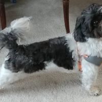 Banfield Pet Hospital ico