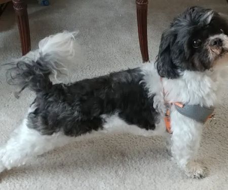 Banfield Pet Hospital