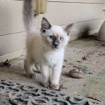 Brown Veterinary Services and Urgent Care