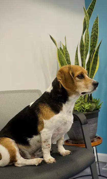 Brown Veterinary Services and Urgent Care Picture 4