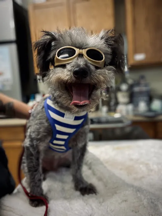Brown Veterinary Services and Urgent Care Picture 5