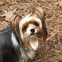 Dogwood Veterinary Specialty & Emergency ico