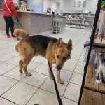 VCA Terrell Mill Animal Hospital