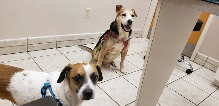 VCA Terrell Mill Animal Hospital Picture 5