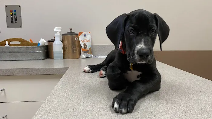 VCA Terrell Mill Animal Hospital Picture 4