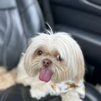 Animal Dermatology Clinic ico