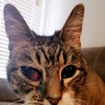 Due West Animal Hospital