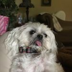 Vet Wellcare Vaccinations Clinic at Pet Supermarket