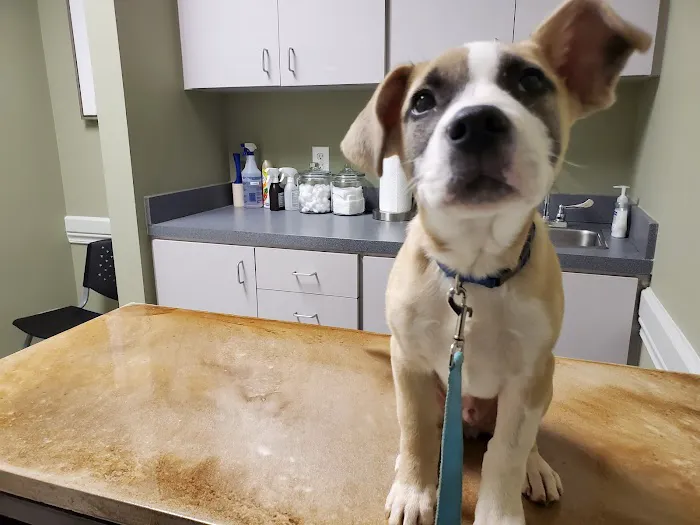 Marietta Vet Clinic Picture 2