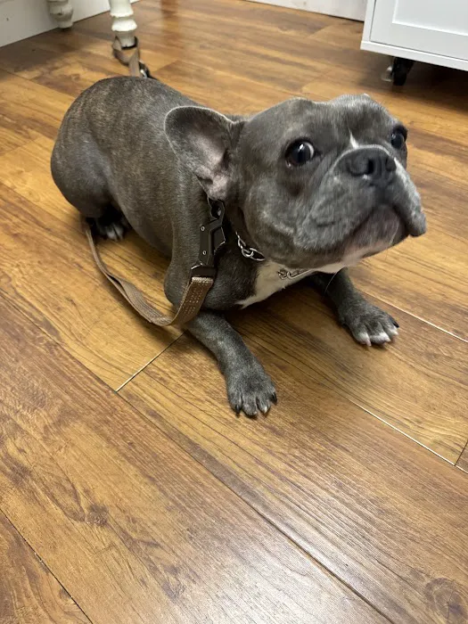 Mills Animal Hospital Marietta Picture 5