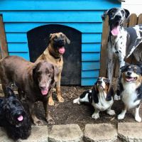 Butler Creek Animal Hospital ico