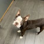 Banfield Pet Hospital