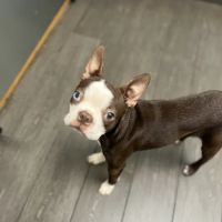 Banfield Pet Hospital ico