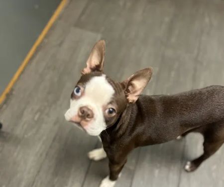Banfield Pet Hospital