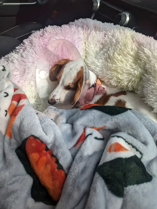 Banfield Pet Hospital Picture 4