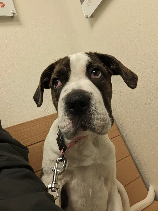 Banfield Pet Hospital Picture 8