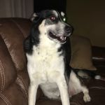 Acworth Animal Hospital