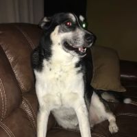 Acworth Animal Hospital ico