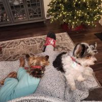 Lake City Animal Hospital ico