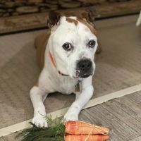 Brookstone Animal Hospital ico
