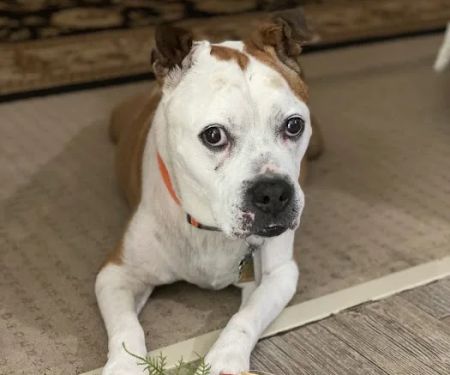 Brookstone Animal Hospital