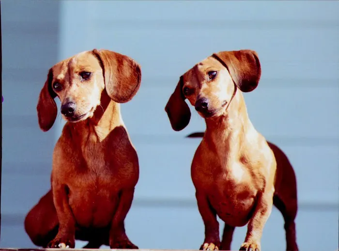 Brookstone Animal Hospital Picture 4