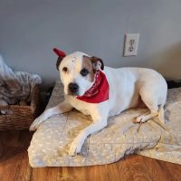 BluePearl Pet Hospital ico