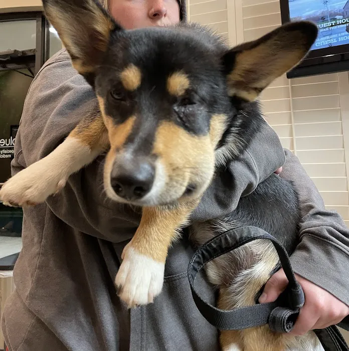 BluePearl Pet Hospital Picture 5
